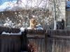 LeafSnow02_5.jpg